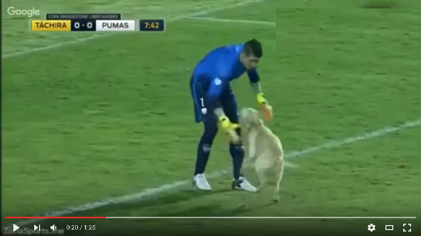 El perro que “jugó” un partido de Copa Libertadores